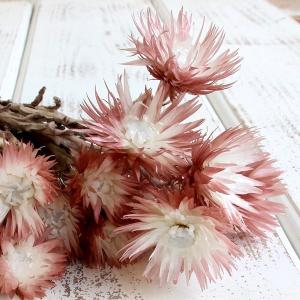 ドライフラワー 花材 即日出荷 シルバーデージ...の詳細画像1