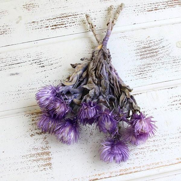 ドライフラワー 花材 即日出荷 シルバーデージー ツートンパープル ドライフラワー スワッグ ブーケ...