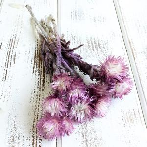ドライフラワー 花材 即日出荷 プルモーサム・シングルヘッド