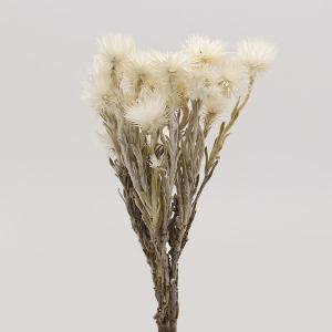 ドライフラワー 花材 即日出荷 ミニシルバーデージー 白 ドライフラワー スワッグ ブーケ ドライフラワー花束 ドライフラワースワッグ リース 卸 大地農園