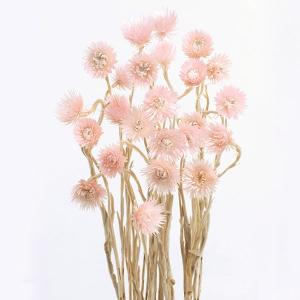 ☺︎2026年予約☺︎】フレッシュ ミモザ アカシア 蕾 ドライフラワー