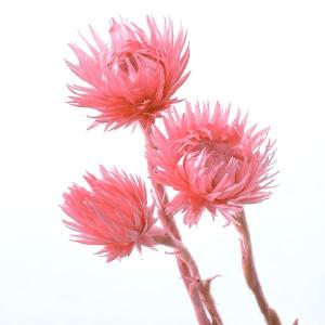 ドライフラワー 花材 即日出荷 ミニシルバーデージー フランボワーズ ドライフラワー スワッグ ブーケ ドライフラワー花束 リース アレンジ 花材 大地農園