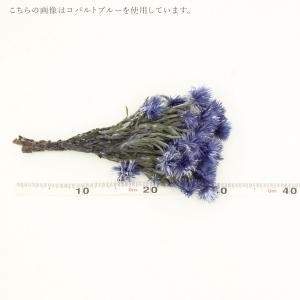ドライフラワー 花材 即日出荷 ミニシルバーデ...の詳細画像1
