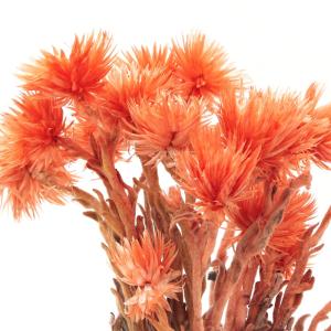 ドライフラワー 花材 即日出荷 ミニシルバーデ...の詳細画像1