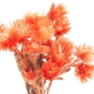 ドライフラワー 花材 即日出荷 ミニシルバーデ...の詳細画像2