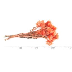 ドライフラワー 花材 即日出荷 ミニシルバーデ...の詳細画像3