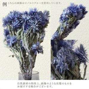 ドライフラワー 花材 即日出荷 ミニシルバーデ...の詳細画像4