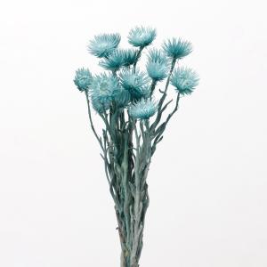 ドライフラワー 花材 即日出荷 ミニシルバーデー...の商品画像