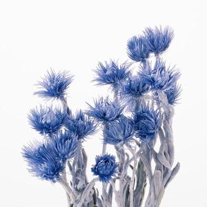 ドライフラワー 花材 即日出荷 ミニシルバーデ...の詳細画像2