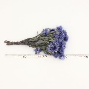 ドライフラワー 花材 即日出荷 ミニシルバーデ...の詳細画像3