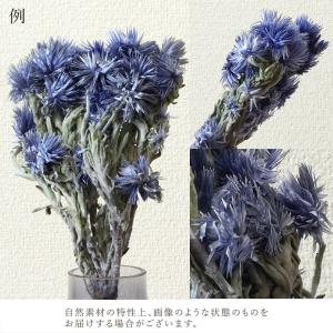 ドライフラワー 花材 即日出荷 ミニシルバーデ...の詳細画像4