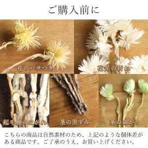 ドライフラワー 花材 即日出荷 ミニシルバーデ...の詳細画像5