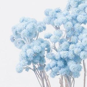 ドライフラワー 花材 即日出荷 イモーテル ベ...の詳細画像1