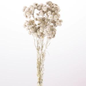 ドライフラワー 花材 即日出荷 イモーテル パー...の商品画像