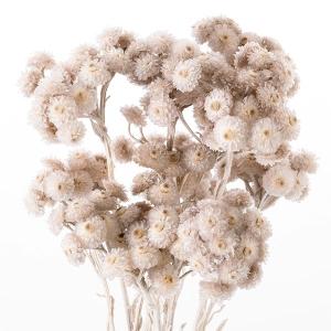 ドライフラワー 花材 即日出荷 イモーテル パ...の詳細画像1
