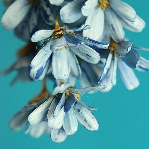 ハンドメイドフラワー 花材 即日出荷 プチフラ...の詳細画像1