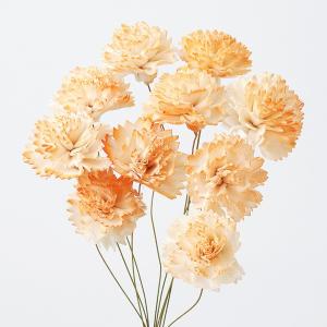 ドライフラワー 花材 即日出荷 ミモザ・アカシア ナチュラル ミモザ