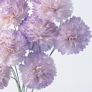 ハンドメイドフラワー 花材 即日出荷 ソーラー...の詳細画像1