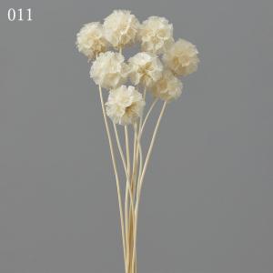 ドライフラワー 花材 即日出荷 ステルンクーゲ...の詳細画像1