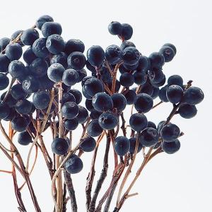 ドライフラワー 花材 即日出荷 シャリンバイ ...の詳細画像1