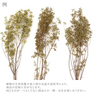 ドライフラワー 花材 即日出荷 ユーカリ・エキ...の詳細画像4