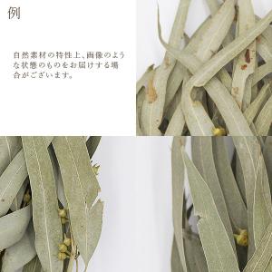ドライフラワー 花材 即日出荷 ユーカリ・エキ...の詳細画像2