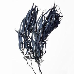 ドライフラワー 花材 即日出荷 ユーカリ・グロボラス (実) ナチュラル