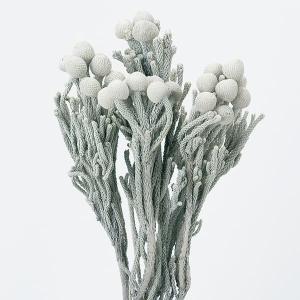 【P10倍中 4/20 9:59迄】 ドライフラワー 花材 即日出荷 シルバーブルニア ウオッシュホワイト プリザーブドフラワー スワッグ ブーケ 花束 花材 大地農園