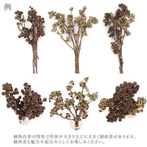 ドライフラワー 花材 即日出荷 アンバーナッツ...の詳細画像4