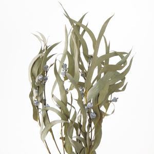 ドライフラワー 花材 即日出荷 ユーカリ・グロ...の詳細画像1