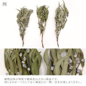 ドライフラワー 花材 即日出荷 ユーカリ・グロ...の詳細画像3
