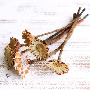 ドライフラワー 花材 即日出荷 コンパクター ナチュラル ドライフラワー スワッグ ブーケ ドライフラワー花束 ドライフラワースワッグ リース 卸 大地農園