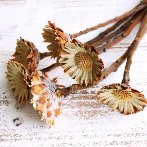 ドライフラワー 花材 即日出荷 コンパクター ...の詳細画像1