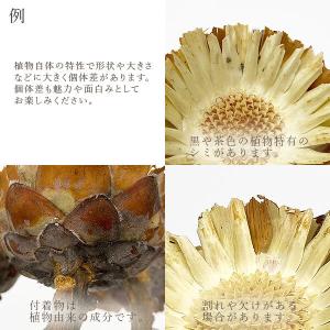 ドライフラワー 花材 即日出荷 コンパクター ...の詳細画像3