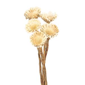 P5倍中 2/2 09:59迄】 ドライフラワー 花材 即日出荷 FM小麦 オフ