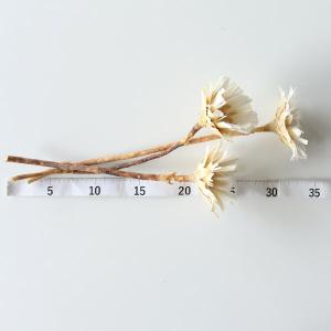 ドライフラワー 花材 即日出荷 リペンス・ロゼ...の詳細画像2