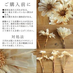 ドライフラワー 花材 即日出荷 リペンス・ロゼ...の詳細画像3