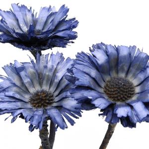ドライフラワー 花材 即日出荷 リペンス・ロゼ...の詳細画像1