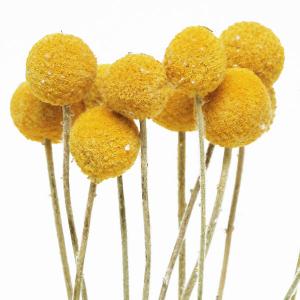 ドライフラワー 花材 即日出荷 ビリーボタン・...の詳細画像1
