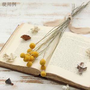 ドライフラワー 花材 即日出荷 ビリーボタン・...の詳細画像3