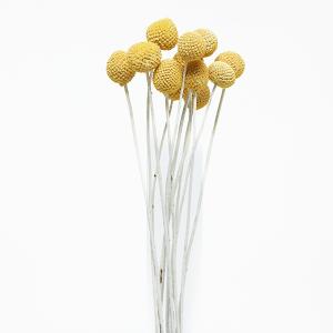 ドライフラワー 花材 即日出荷 ビリーボタン ウォッシュホワイト ドライフラワー スワッグ ブーケ ドライフラワー花束 ドライフラワースワッグ 大地農園