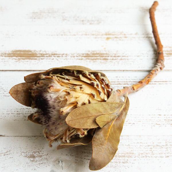 【ポイント5倍中 11/03 09:59迄】 ドライフラワー 花材 即日出荷 【50％OFF】特価 ...