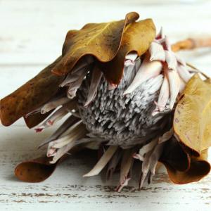 ドライフラワー 花材 即日出荷 キングプロテア...の詳細画像1