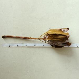 ドライフラワー 花材 即日出荷 キングプロテア...の詳細画像2