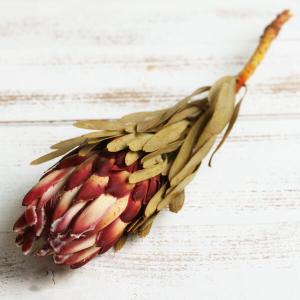 【P10倍中 4/20 9:59迄】 ドライフラワー 花材 即日出荷 プロテア・ヴィーナス ナチュラル ワイルドフラワー ドライフラワー スワッグ ブーケ 花 大地農園