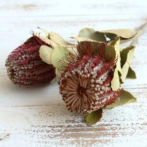 ドライフラワー 花材 即日出荷 バンクシャ・コ...の詳細画像1
