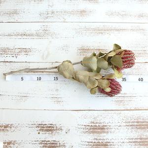 ドライフラワー 花材 即日出荷 バンクシャ・コ...の詳細画像2