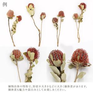 ドライフラワー 花材 即日出荷 バンクシャ・コ...の詳細画像3