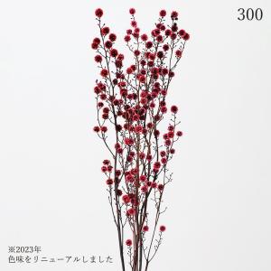 ドライフラワー 花材 即日出荷 スターリンジャー...の商品画像