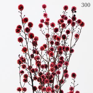 ドライフラワー 花材 即日出荷 スターリンジャ...の詳細画像1